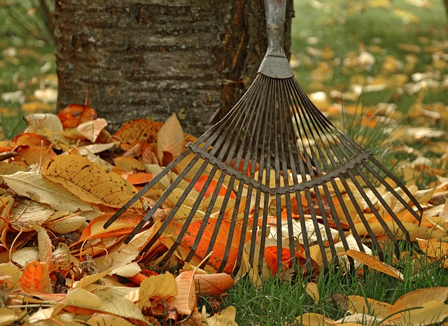 Person raking leaves
