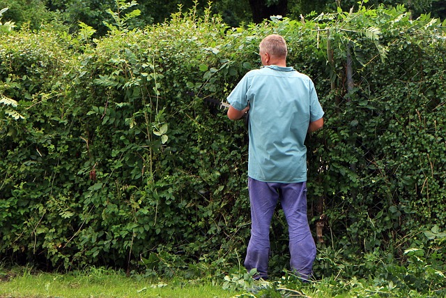Landscaper trimming hedges