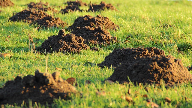 Molehills on lawn